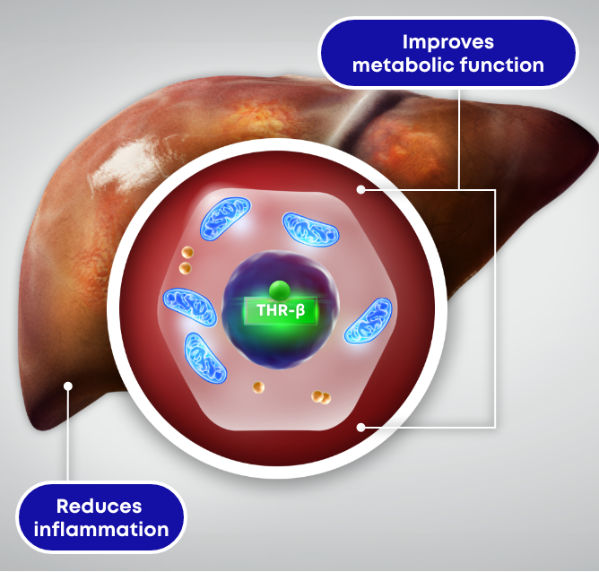 Improves metabolic function and reduces inflammation